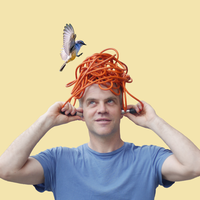 Fliegen Fögel falsch?